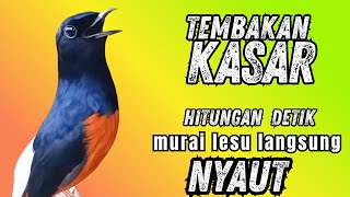 Download Lagu Murai batu gacor TEMBAKAN GANAS ampuh buat MENDONGKRAK EMOSI murai malas bunyi !! langsung RESPON MP3