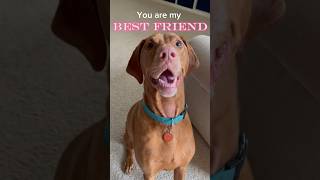 Send this to your best friend #foryou #dog #fypシ #shorts