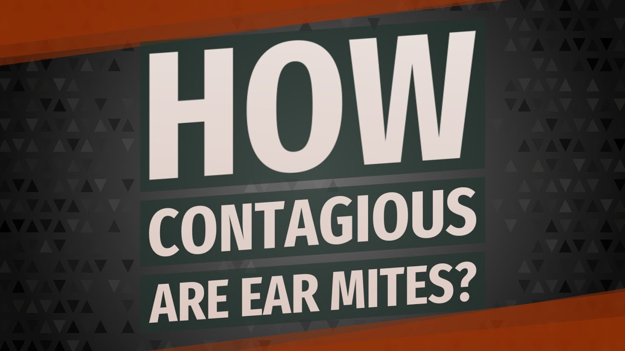 How Contagious Are Ear Mites?