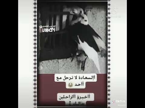 موال اول مراه راح سمعه ماردتها عيشه وبيه ذله ضيم