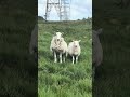 Sheep with a gown?