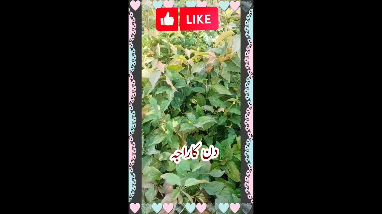 Beautiful Flowers and plants  to grow in your garden 