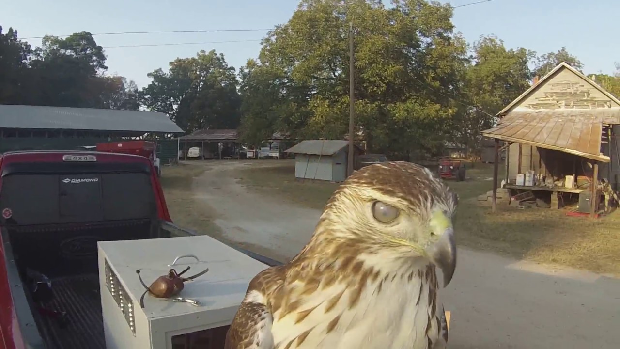 hawking film Squirrel Hawking with Redtail Hawks-Falconry November 2016