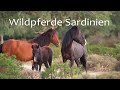 DIE WILDPFERDE VON SARDINIEN 🐎 Tierfilm | Dokumentation | Pferdefilm