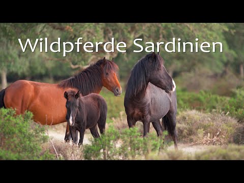 Video: Welche Rasse sind die Sardinier?
