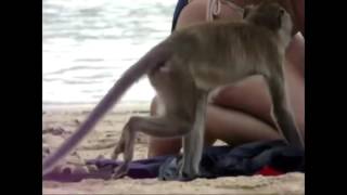 Komik Hırsız Maymunlar Funny Monkeys Stealing Things Compilation 2015