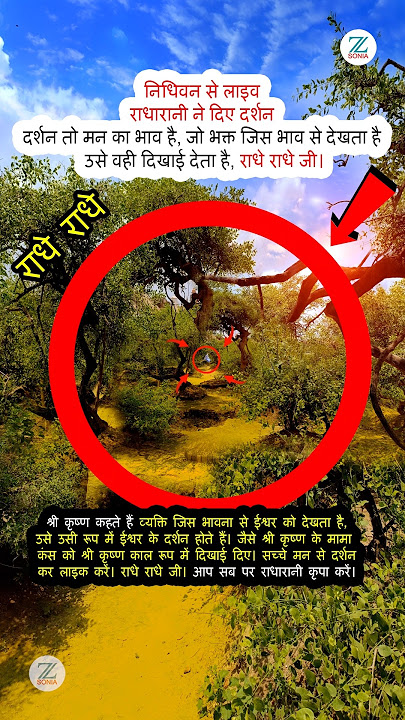 #zsonia राधारानी हुई प्रकट Live Darshan Nidhivan #shorts #radharanidarshan #vrindavan #nidhivan #yt