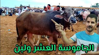اسعار الجاموسة العشر ولبن ( سوق الاحد بدمنهور) اول سوق بعد العيد 25/ 7