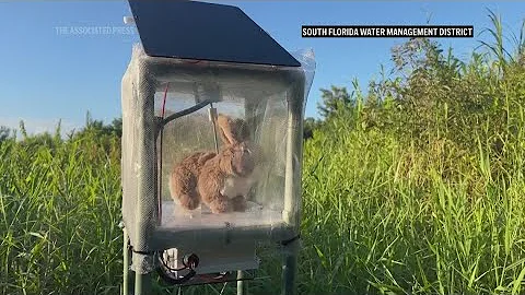 Robot rabbits the latest tool in Florida battle to control invasive Burmese pythons in Everglades