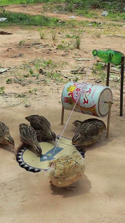 Easy quick quail trap using cardboard and bottle #shortsvideo #shorts #youtubeshorts