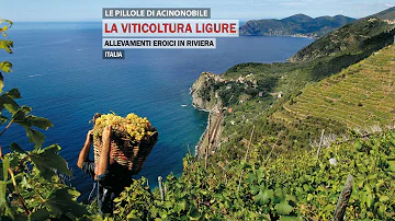 Cosa sono i terrazzamenti in Liguria?