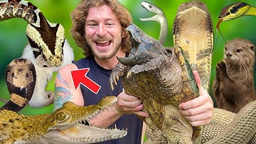 Feeding VENOMOUS Snakes & Crocodiles!