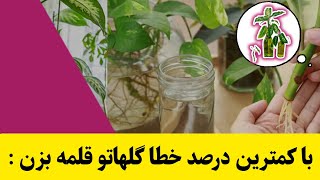 اگه دوست داری یه قلمه گیری بی عیب و نقصی داشته باشی حتما این کارها رو انجام بده :plant flowers