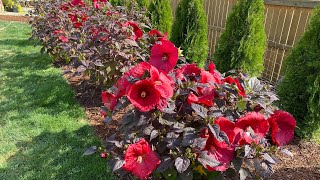 Planting a Hibiscus Hedge