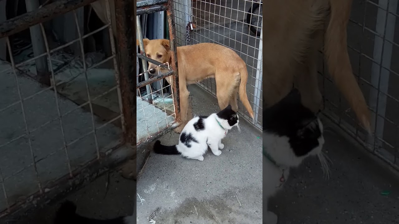 Dog and cat YouTube
