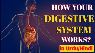 Digestion of Food | Digestive System | How your digestive system works? in Urdu/Hindi