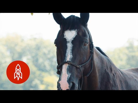 Video: Pet Scoop: Reti Twin Horses Defy Odds, apdraudēta Florida Panther atbrīvota savvaļā