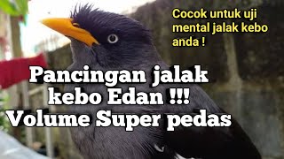 pancingan jalak kebo || uji mental jalak kebo anda dengan suara jalak kebo satu ini screenshot 5