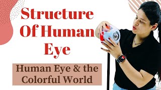Structure Of Human Eye | Human Eye and the Colourful World | Class 10 Science | NCERT