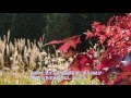 神戸市立森林植物園 「森林もみじ散策」と「紅葉のライトアップ2015」