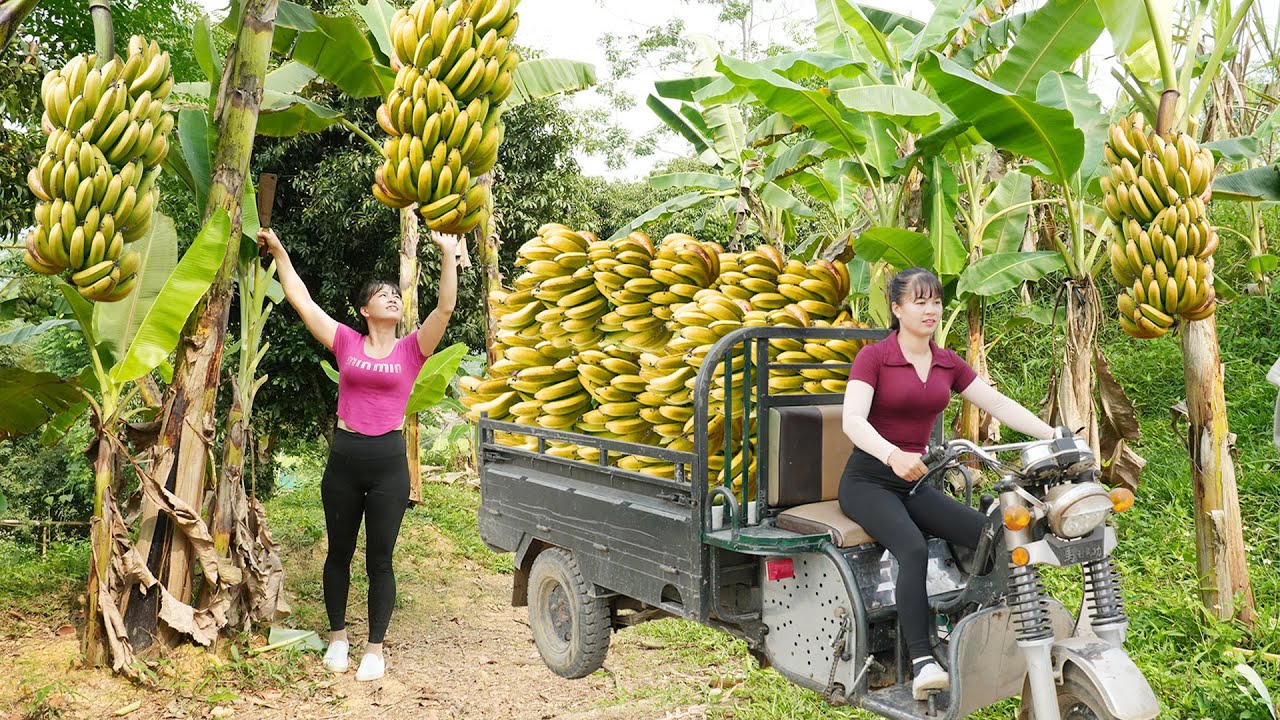 Harvest Tons of Bananas - Use 3-Wheeled Truck Transport Many Banana Goes To Countryside Market Sell