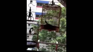 Black Throat