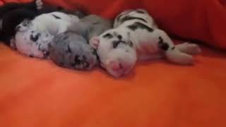 Great Danes Puppies |  Funniest & Cutest  Puppies #71 - Funny Puppy Videos 2020 by Which Dog Should I Get? Dog Breed Selector 13 views 3 years ago 52 seconds