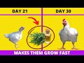 This PLANT Makes BROILERS GROW FAST and Become Super Heavy - BROILER GROWTH PROMOTER