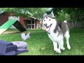 This Husky is FAST