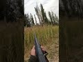 Дратхаар в деле