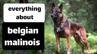 everything about  Belgian Malinois by Animal Explorer 157 views 1 year ago 4 minutes, 28 seconds