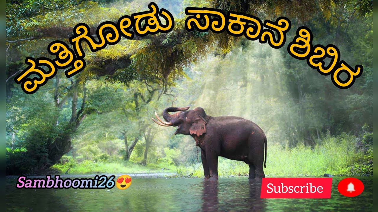 ಮತ್ತಿಗೋಡು ಸಕಾನೆ  ಶಿಬಿರ🎥✨😍|ದಸರಾ ಹೆಸರಾಂತ ಆನೆಗಳ ಶಿಬಿರ 🐘| 