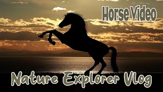 Horse Video Nature Tree