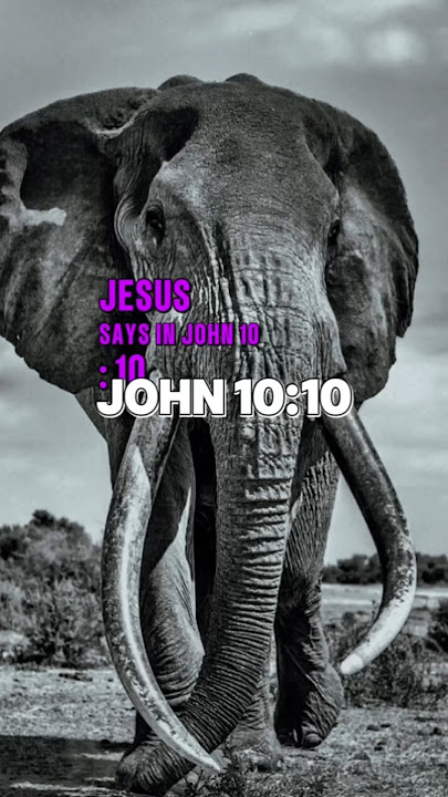 This is what Jesus Christ said in John 10:10 #bible #verse #foryou #shorts