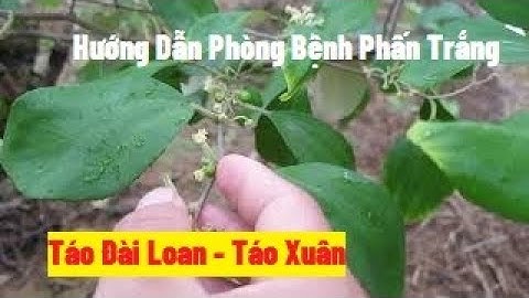 Hướng Dẫn Phòng Trừ Bệnh Cho Quả Táo Xuân, Táo Đài Loan Từ Lúc Đơm Hoa l Nui Doi Luc Ngan 98