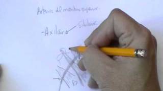 Y sus ramas arteria axilar