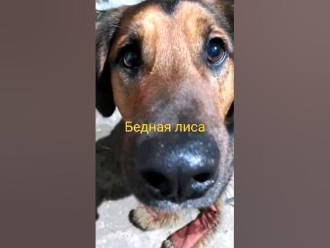 умный взгляд а в голове пусто😂 - YouTube