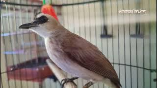 NOTE! THESE CHARACTERISTICS OF FEMALE TRUCUKAN BIRD
