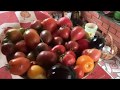17 июля урожай томатов / обзор теплиц
