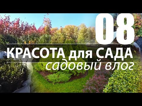 САЖЕНЦЫ для ЖИВОЙ ИЗГОРОДИ с открытым корнем. ЕЛИ. ЛИСТВЕННИЦА.