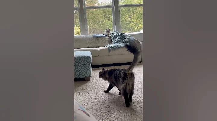 Video 11245651: siberian cat talks