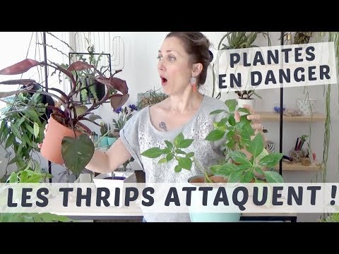 Vidéo: Tuer les thrips des plantes d'intérieur : comment gérer les thrips sur les plantes d'intérieur