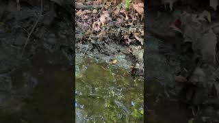Nice little salamander