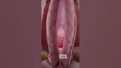 What is herpetic vaginitis and how does it affect the vagina? Explore gynecology in 3D with VOKA