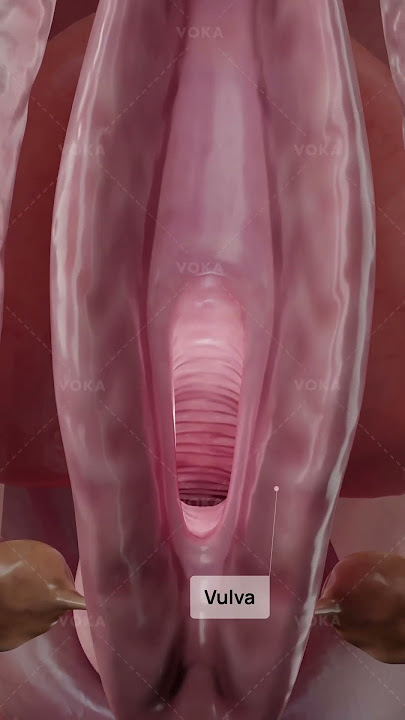 What is herpetic vaginitis and how does it affect the vagina? Explore gynecology in 3D with VOKA