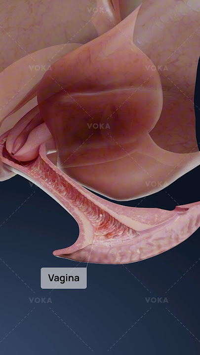 What is herpetic vaginitis and how does it affect the vagina? Explore gynecology in 3D with VOKA