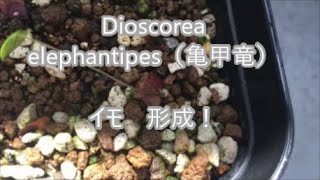 Dioscorea elephantipes（亀甲竜）の実生。観察記録③