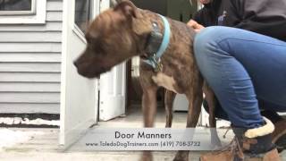 Dog Training: 1 Year old Pit/Mastiff Mix Dexter- Before and After Two Week Board and Train