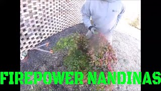 How To Prune and Maintain FirePower Nandinas