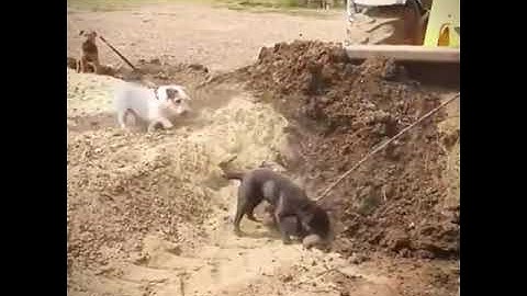 [HOT] chuột bó xôi nguyên lông ăn nguyên con